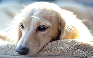 beige short coat dog lying on gray textile